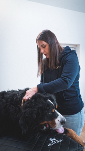 Dog Vibes - Approche douce en coaching