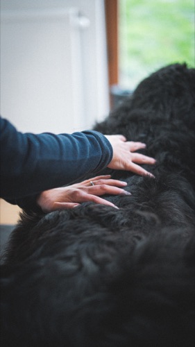 Chien détendu pendant une séance