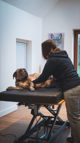 Étirements thérapeutiques pour chien senior