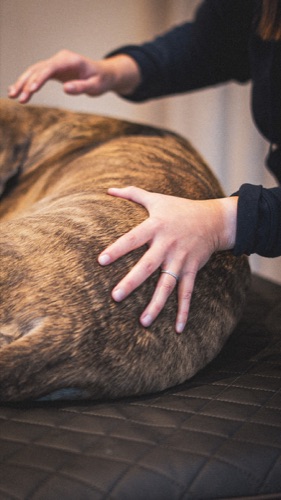 Approche douce avec un chiot