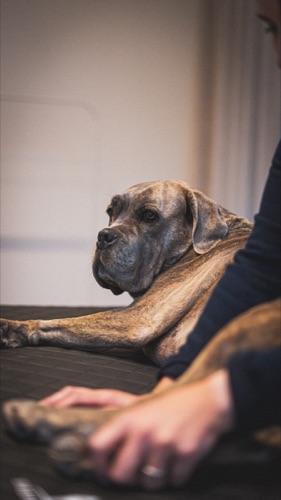 Chien apaisé après séance de massage