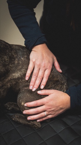Résultat après séance Dog Vibes