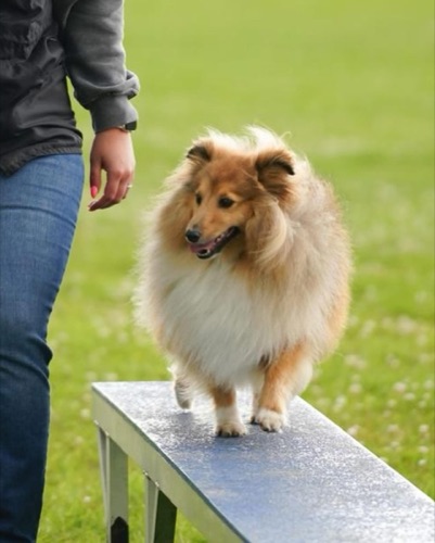 Formation continue en massothérapie canine